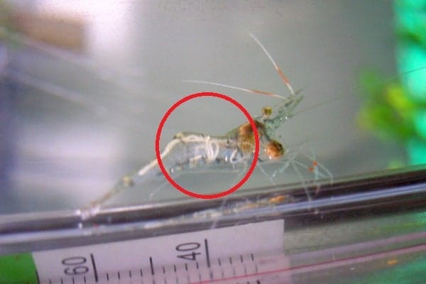 How To Treat Horsehair Worm In Ghost Shrimps