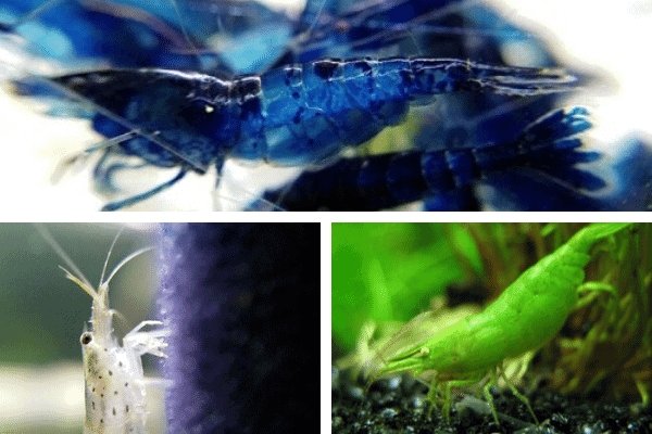 Best Freshwater Aquarium Shrimp for Beginners