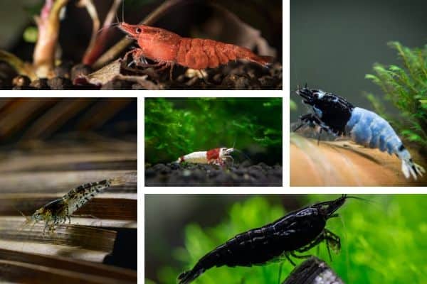 Freshwater Shrimp & Fish Compatibility Chart