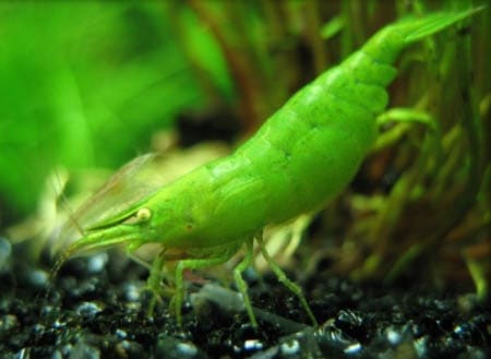 babulti shrimp