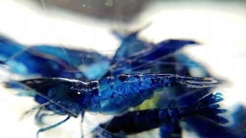 blue dream shrimp