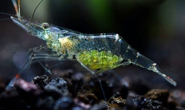 ghost shrimp pregnant stages how to take care of pregnant ghost shrimps