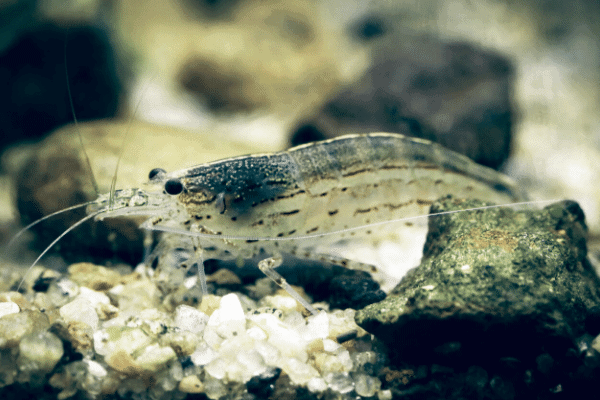 Do Shrimps Eat Poop?