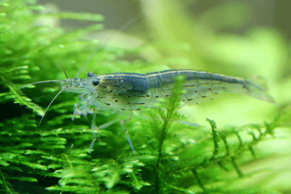 how to take care of baby ghost shrimps