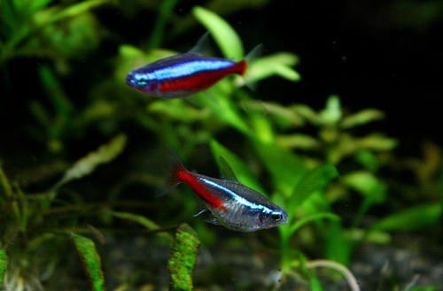neon tetra