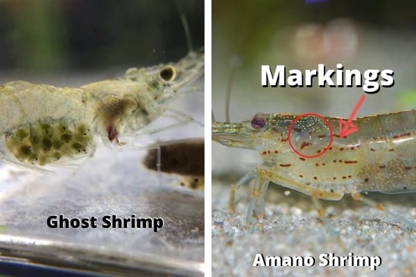 Ghost Shrimps Vs Amano Shrimp