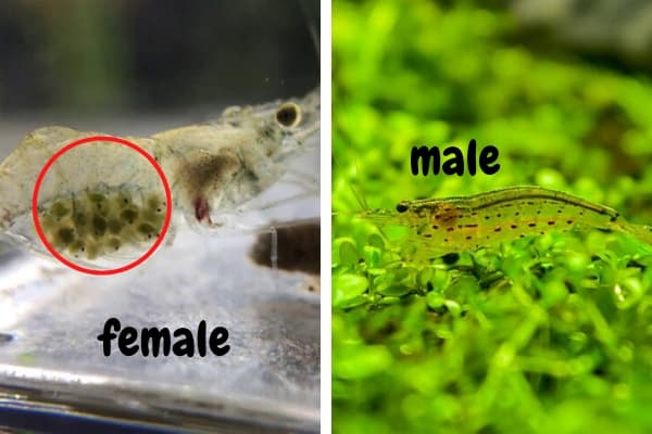 How To Determine Ghost Shrimp Gender