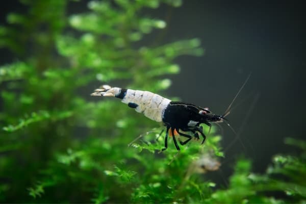 How To Save A Dying Shrimp