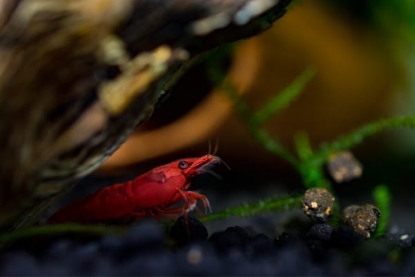 Signs Of Stress In Shrimps