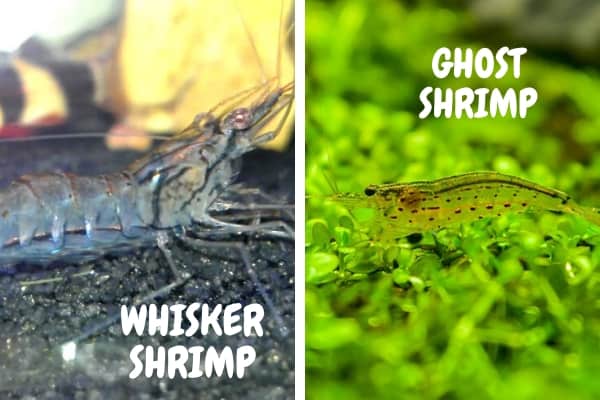ghost shrimp vs whisker shrimp