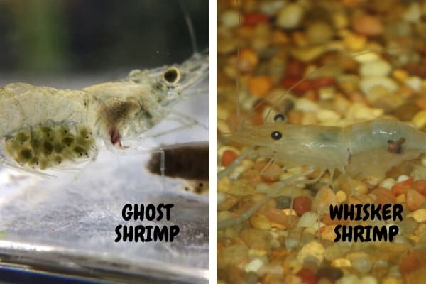 ghost shrimp vs whisker shrimp
