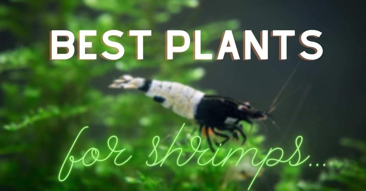 Best Plants For Shrimp Tank