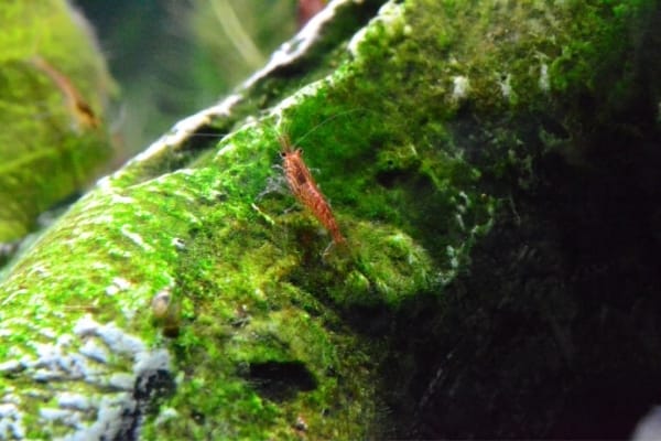 Do Ghost Shrimps Eat Plant & Algae