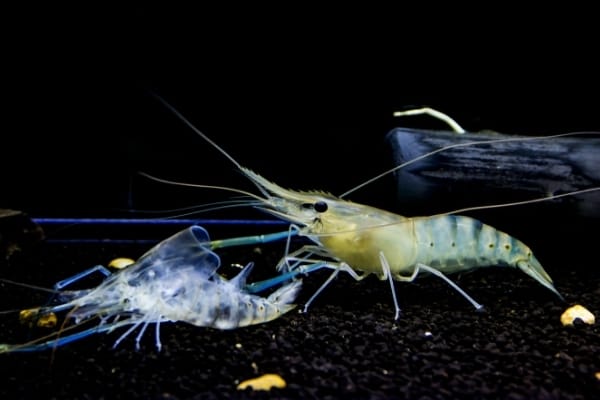 Ghost Shrimp Molting