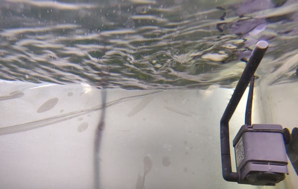 crayfish tank surface agitation