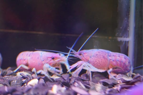 Baby Crayfish Care