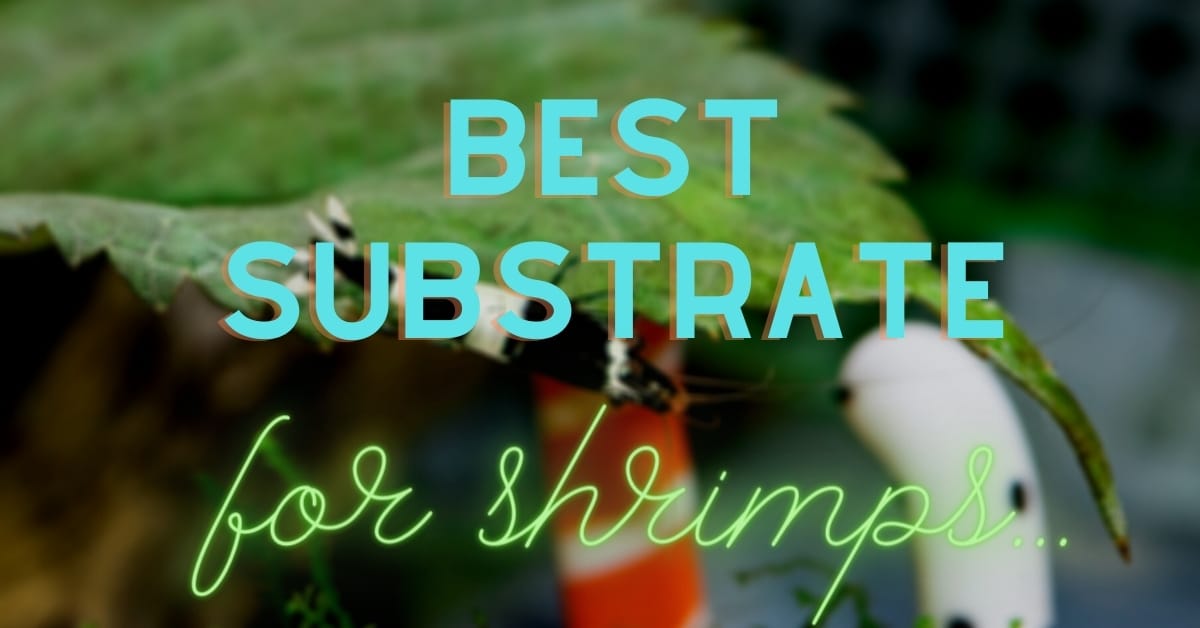 Best Substrate For Shrimp