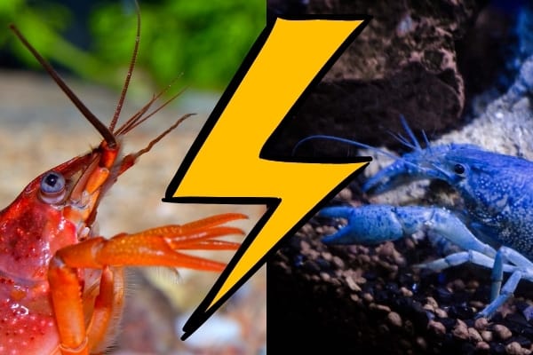 Can You Put 2 Crayfish Together?