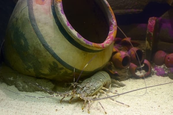 Can You Put Crayfish In A Community Tank