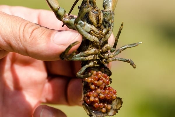 Crayfish Egg Care