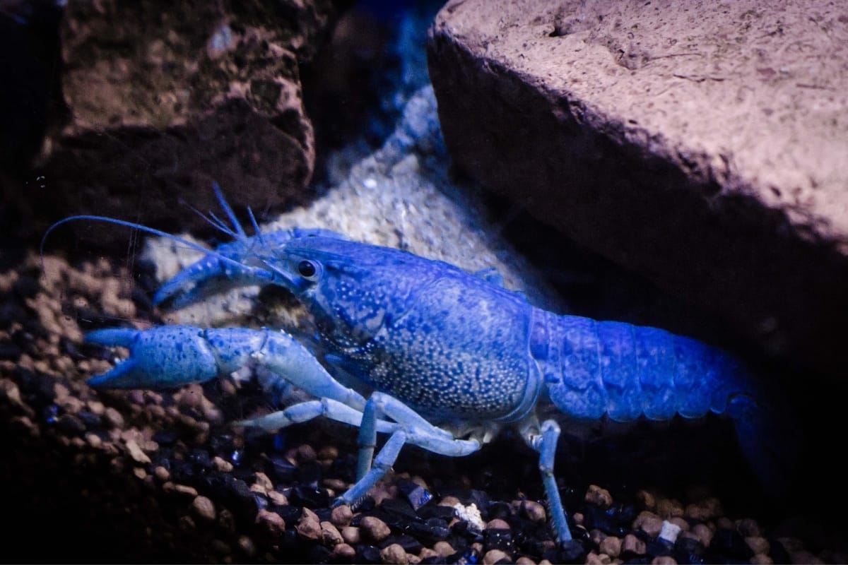 17 Suitable Tank Mates For Blue Crayfish [Complete List]