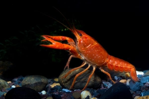 How Big Do Crayfish Get