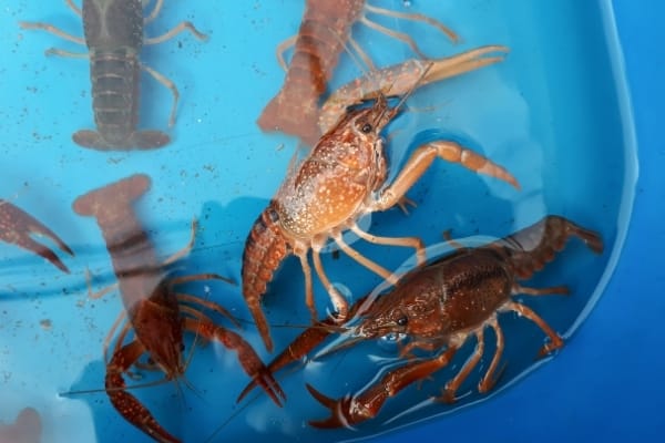 How Big Should A Crayfish Tank Be?