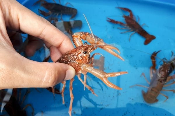 How Long Can Crayfish Live Out Of Water