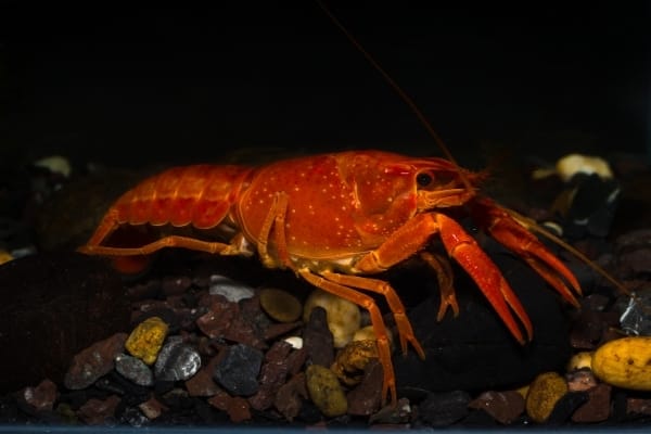 How Long Can Crayfish Live Without Food