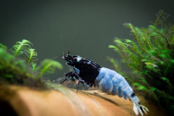 How To Change TDS In A Shrimp Tank