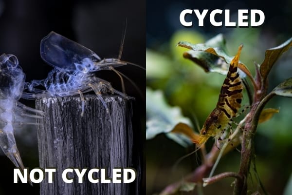 How To Cycle A Shrimp Tank