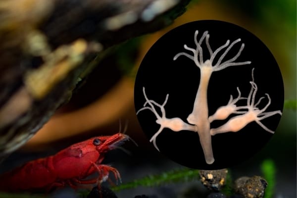How To Get Rid Of Hydra In Shrimp Tank