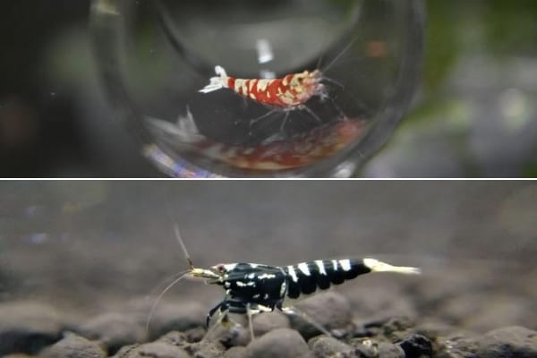 Rare Freshwater Shrimps