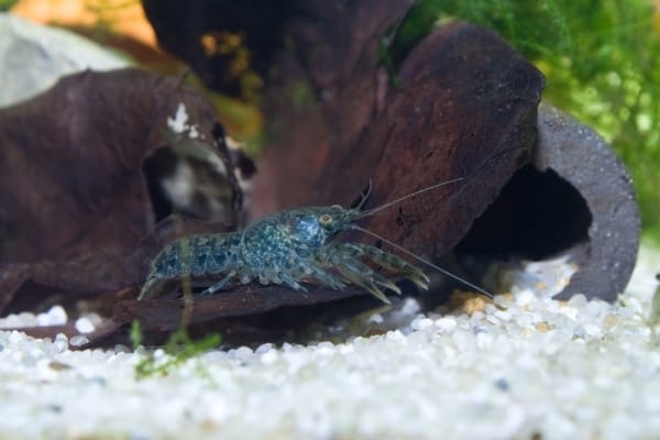 Why Did My Crayfish Die