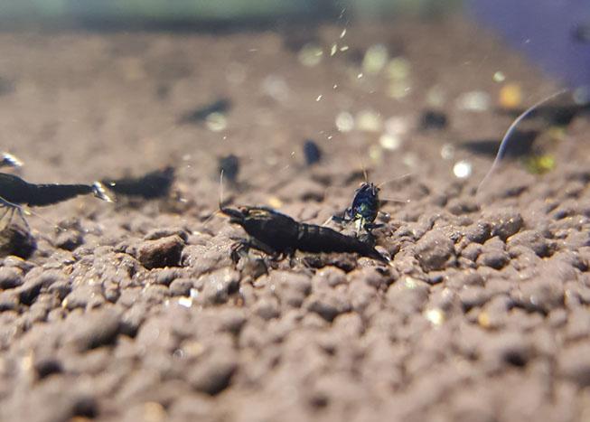 black king kong extreme