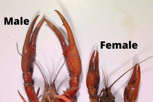 identifying crayfish gender claw