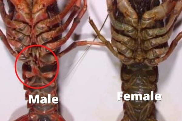 identifying crayfish gender gonopod