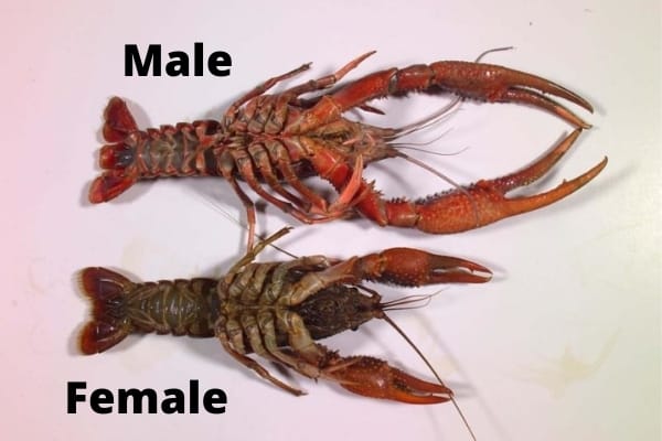 identifying crayfish gender size