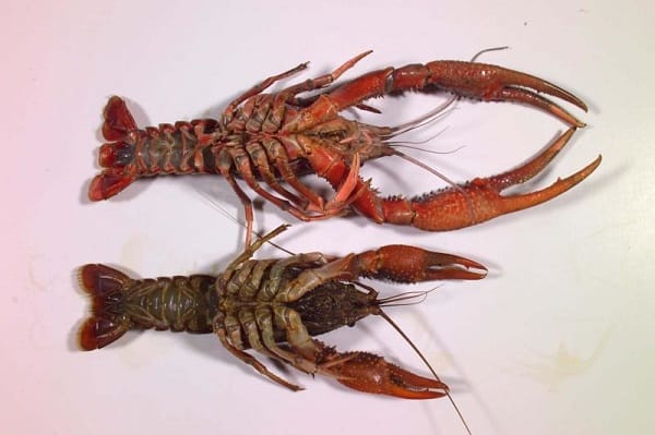 male vs female crayfish
