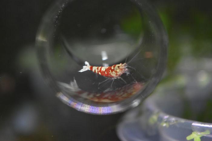 red fancy tiger shrimp