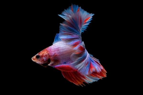 Can Betta Fish See Their Food In The Dark