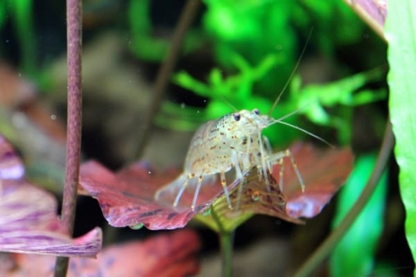 How Long Do Amano Shrimps Live
