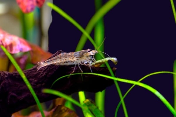 How Often To Feed Your Amano Shrimps