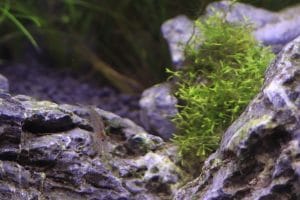 are amano shrimps nocturnal