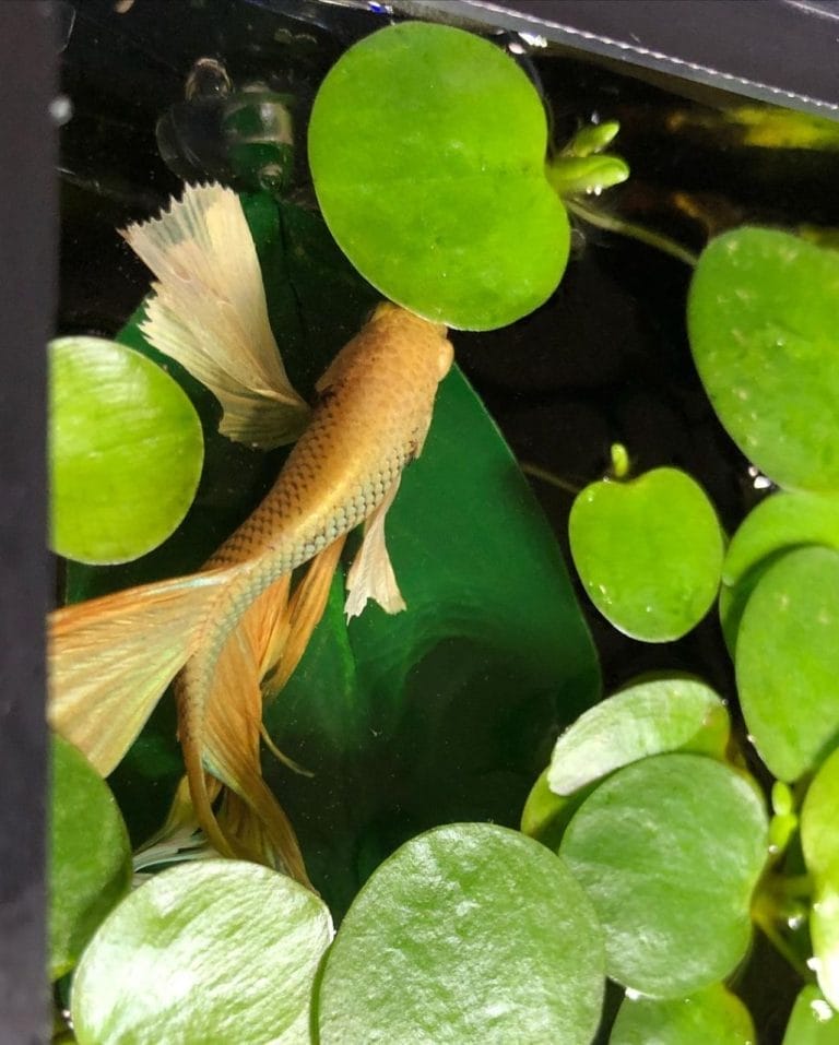 Betta Filter Maintenance: What to Change and What to Leave Alone