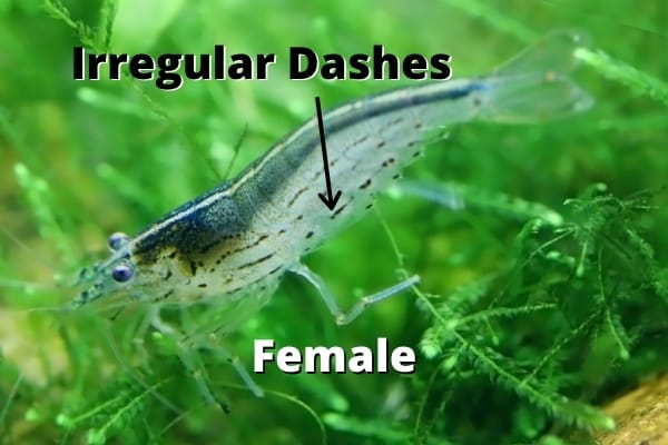 female amano shrimp dots