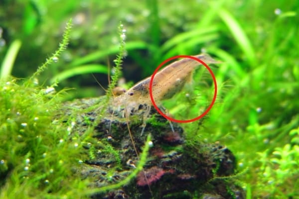 Life Cycle of Aquarium Shrimps: Do They Lay Eggs? 2 female amano shrimp eggs Life Cycle of Aquarium Shrimps: Do They Lay Eggs?