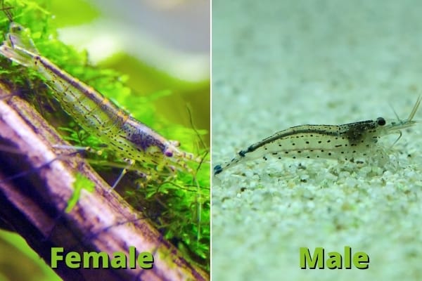 male vs female amano shrimp size