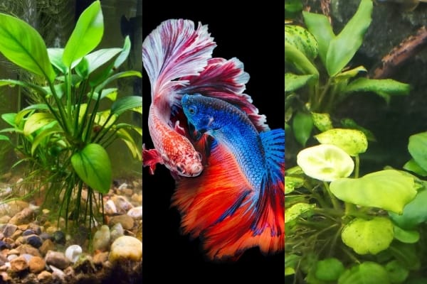 Do Betta Fish Need Live Plants