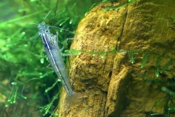Is Aquarium Salt Safe For Amano Shrimp?